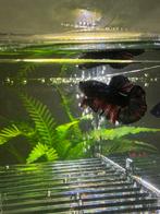 Betta vis tropisch, Vis