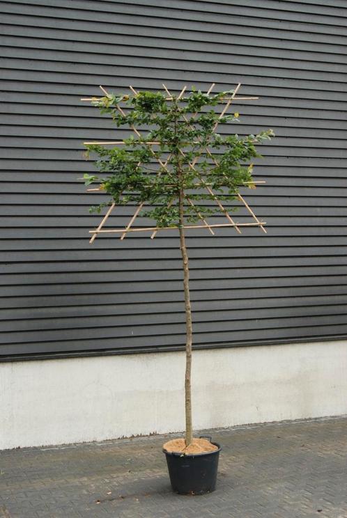 Lei haagbeuk, Tuin en Terras, Planten | Bomen, Volle zon, Ophalen of Verzenden