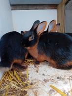 Konijn, Dieren en Toebehoren, Konijnen, Mannelijk, Klein, 0 tot 2 jaar