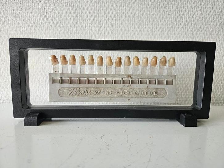 Anatomische kleurstaal van tandarts, Antiek en Kunst, Curiosa en Brocante, Ophalen of Verzenden