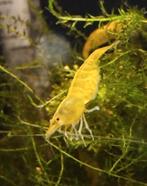 Yellow fire Neon garnalen vis aquarium, Kreeft, Krab of Garnaal