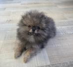 Pomeriaan Pup Reutje Bearface, Reu, 8 tot 15 weken, Eén hond, Nederland