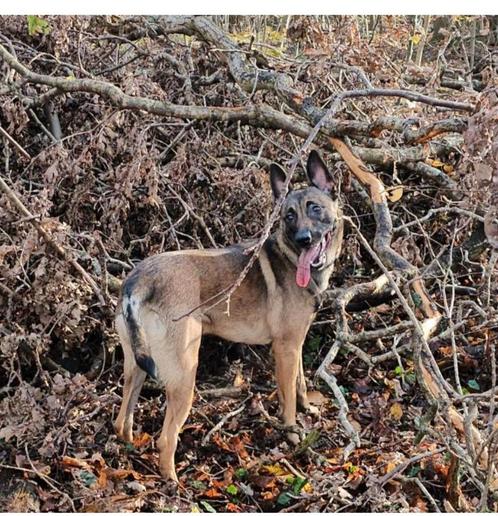 Mechelse herder teef laten dekken, Dieren en Toebehoren, Honden | Dekreuen, Teef, Particulier, Eén hond, Nederland, 1 tot 2 jaar