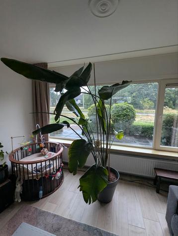 Strelitzia inclusief pot beschikbaar voor biedingen