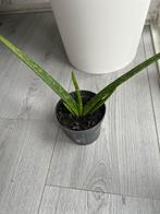 Aloe Vera plant, Ophalen of Verzenden, Halfschaduw, Minder dan 100 cm