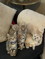 Bengaal kittens, Dieren en Toebehoren, Katten en Kittens | Raskatten | Korthaar, Meerdere dieren, Ontwormd, 0 tot 2 jaar