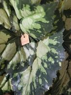 nieuwe kunstplant in Capi pot nog 1 op voorraad, Belle Vieille Brocante, Nieuw, Ophalen of Verzenden, Jolandamonsieurs@gmail.com