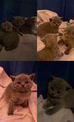 Britse Korthaar Kittens, Dieren en Toebehoren, Katten en Kittens | Raskatten | Korthaar, Kater, Ontwormd
