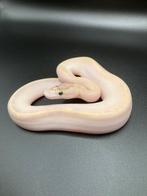 0.1 Ivory het Pied ball python regius te koop, Dieren en Toebehoren, Slang, Tam, 0 tot 2 jaar