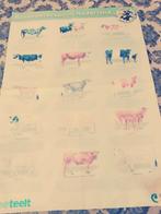 Poster Rundvee Rassen in Nederland, Ophalen of Verzenden, Zo goed als nieuw, Natuur algemeen, Onbekend