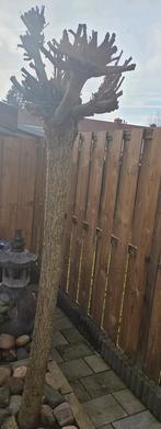 Plantaanboom bol, Tuin en Terras, Lente, 100 tot 250 cm, Ophalen, Volle zon