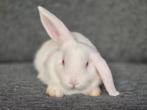 Jonge Nederlandse hangoordwergen (roodoog), Dieren en Toebehoren, Konijnen, Meerdere dieren, Dwerg, Hangoor, 0 tot 2 jaar
