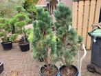 Pinus sylvestris glauce fastigiatia, Bloeit niet, Overige soorten, Minder dan 100 cm, Ophalen