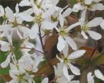 **ACTIE** Amelanchier lamarckii, krentenboom, krent inheems, Tuin en Terras, Ophalen of Verzenden, Overige soorten, Struik, Minder dan 100 cm