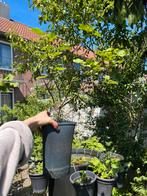 Red Currant Bio Winterhard - Seeking for a new home!, Ophalen of Verzenden, Minder dan 100 cm, Zomer