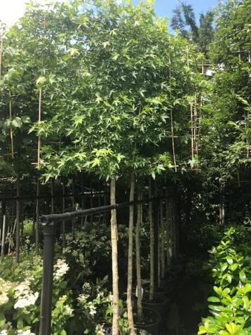 lei liquidambar stam 190 cm hoog totaal 340 cm ho stam12-14 beschikbaar voor biedingen