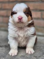 Uit geteste ouders australian shepherds aussie s pups, Dieren en Toebehoren, CDV (hondenziekte), 8 tot 15 weken, Meerdere, Meerdere dieren