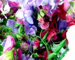 Lathyrus Summer Time mix, Ophalen of Verzenden, Voorjaar, Volle zon, Zaad