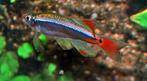 Hobbyaquarium Tanichthys albonubes Longfin Zondag21 december, Dieren en Toebehoren, Vis