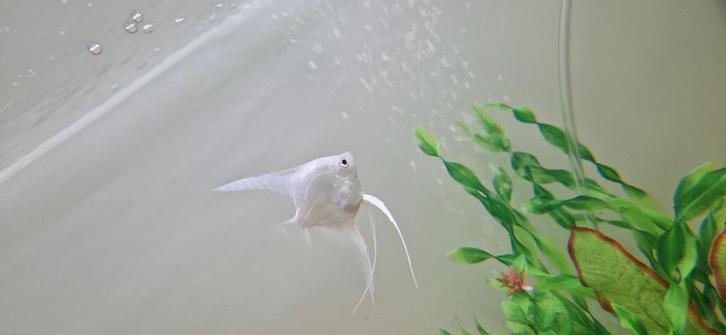 2 platinum maanvissen, Dieren en Toebehoren, Vissen | Aquariumvissen, Vis