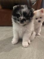 Teddydog mini chowchow met stamboom, Dieren en Toebehoren, Overige rassen, 8 tot 15 weken, Parvo, Meerdere