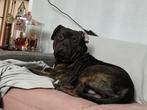 Xxl bully mannetje, 1 tot 2 jaar, Eén hond, Nederland, Particulier
