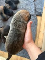 Bewuste kruising, Dieren en Toebehoren, België, Particulier, CDV (hondenziekte), 8 tot 15 weken