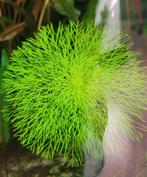 Pakketje aquarium, Dieren en Toebehoren, Vissen | Aquaria en Toebehoren, Ophalen, Zo goed als nieuw, Plant(en), Steen of Hout