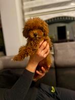 Toy poedel pup teefje, Dieren en Toebehoren, Particulier, Rabiës (hondsdolheid), Teef, Buitenland