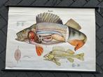Baars, Antiek en Kunst, Ophalen of Verzenden, Natuur en Biologie