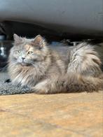 Mijn lieve poes Si is bevallen van 6 prachtige kittens, Geslacht onbekend, Ontwormd