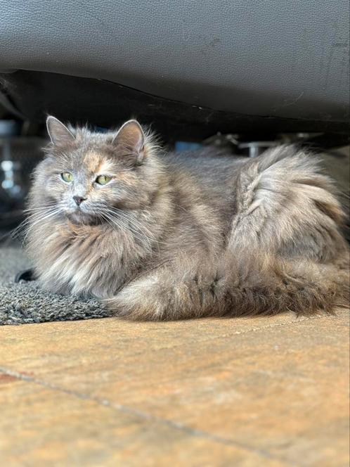 Mijn lieve poes Si is bevallen van 6 prachtige kittens, Dieren en Toebehoren, Katten en Kittens | Raskatten | Langhaar, Geslacht onbekend