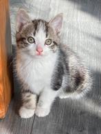 Te koop hele mooie tamme kittens (tijger en zwart, Dieren en Toebehoren, Katten en Kittens | Overige Katten, Meerdere dieren, Kortharig