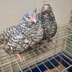 Antwerpse baardkriel koekkoek koppeltje van september, Dieren en Toebehoren, Pluimvee, Meerdere dieren, Kip