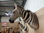 Opgezette Zebra Afrika - Nieuw Preparaat!, Ophalen of Verzenden, Nieuw, Wild dier, Opgezet dier