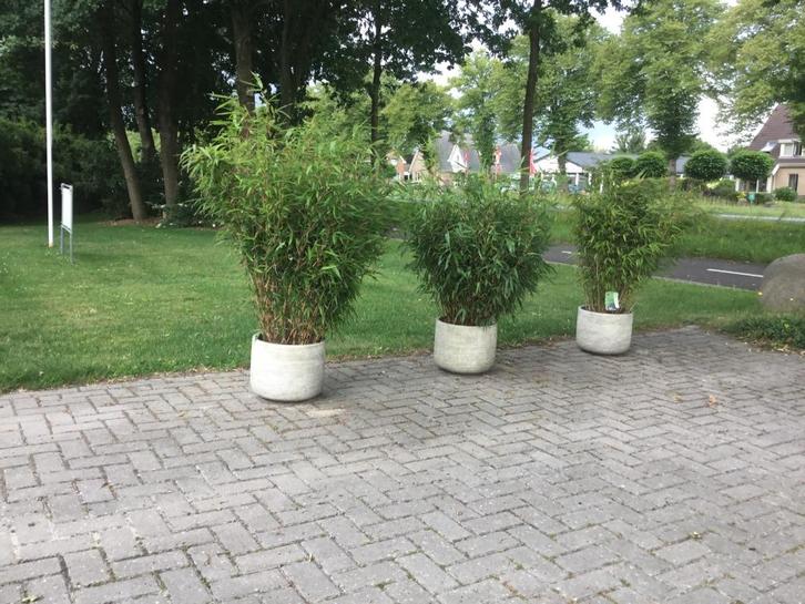 Fargesia Robusta Formidable, niet woekerende bamboe!!!, Tuin en Terras, Planten | Struiken en Hagen, Haag, Bamboe, 250 cm of meer