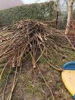 Gratis fruitless moerbei takken, Ophalen, Overige soorten, Volle zon