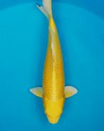 Yamabuki FEMALE nisai 48cm grow koivoer kohaku sanke koi, Karper of Koi