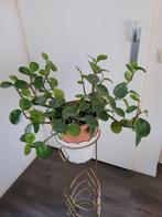 Peperomia kamerplant, Ophalen of Verzenden, Halfschaduw, Minder dan 100 cm