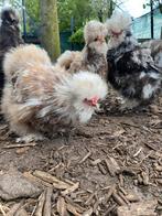 Usa zijdehoen mottled haan gezocht!, Mannelijk, Kip