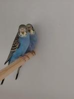 3 grasparkieten te koop waarvan 1 kuifparkiet, Dieren en Toebehoren, Vogels | Parkieten en Papegaaien, Meerdere dieren, Parkiet
