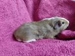 Cavia beertje (geboortedatum 22-10-2025), Dieren en Toebehoren, Knaagdieren, Cavia, Mannelijk, Tam, Oktober