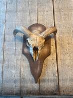 Schedel op plaat, Ophalen, Gebruikt