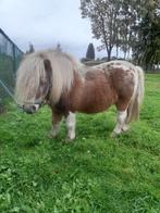 Te koop Shetland pony, Niet van toepassing, Hengst, A pony (tot 1.17m), 11 jaar of ouder