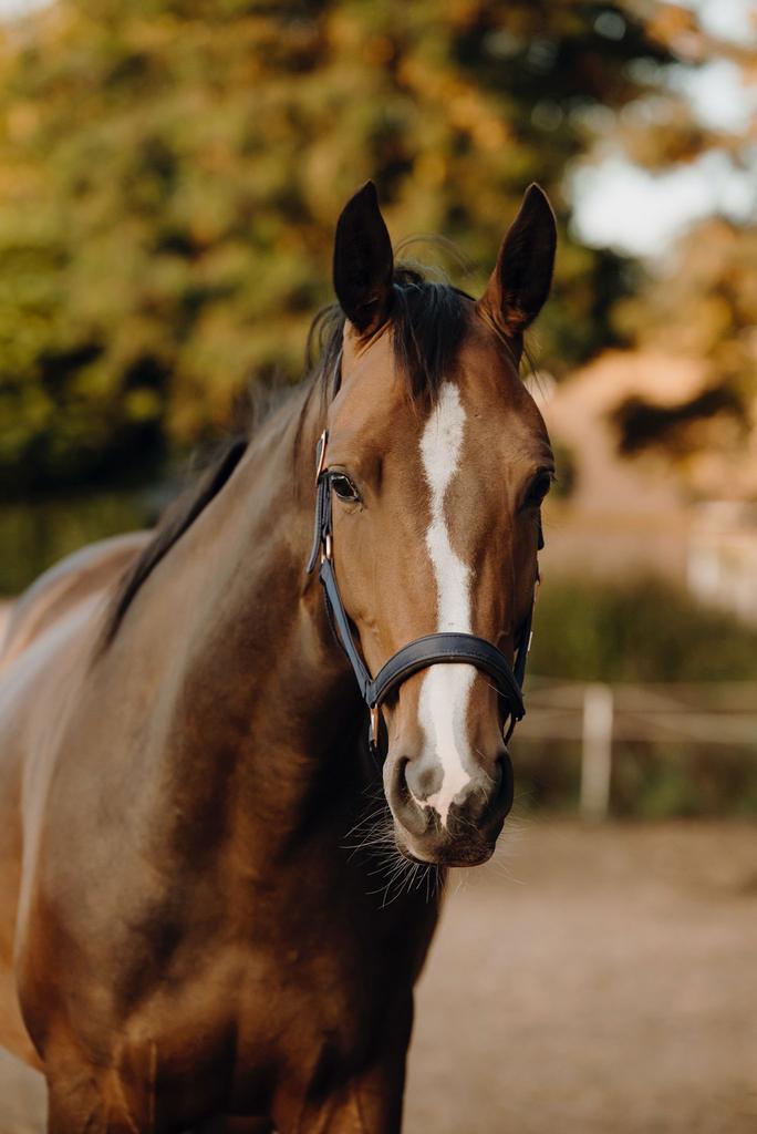 Lieve 4,5 jarige KWPN merrie, Dieren en Toebehoren, Paarden, Merrie, 160 tot 165 cm, 3 tot 6 jaar, Dressuurpaard