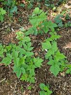 Gele framboos plantjes, 2+1!, Ophalen, Volle zon, Vaste plant, Zomer