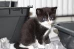 kruising britse langhaar kitten, nog 1 beschikbaar, Dieren en Toebehoren, Katten en Kittens | Raskatten | Langhaar, Meerdere dieren