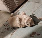 Britse korthaar poes, Poes, Gechipt, 6 jaar of ouder