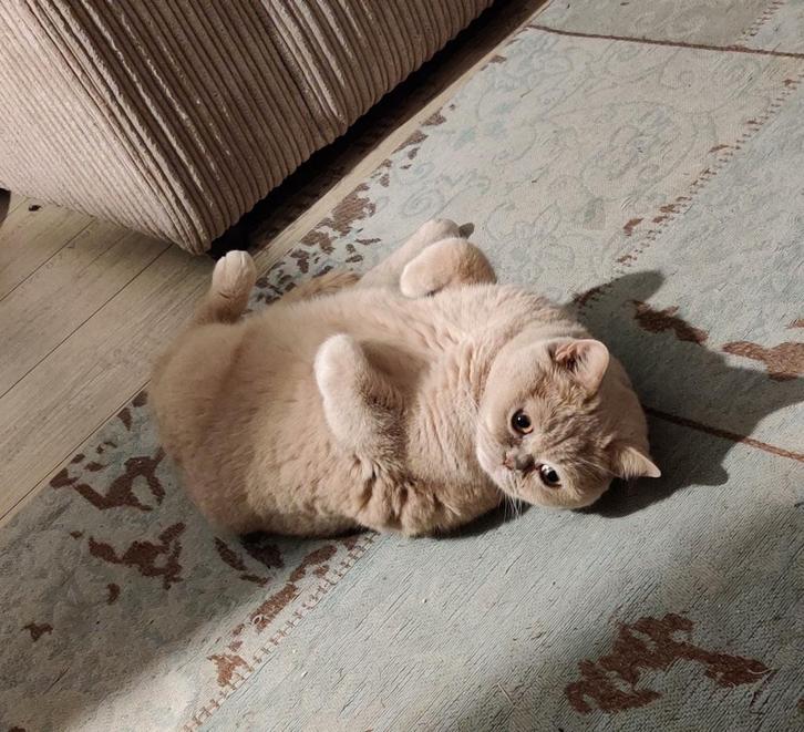 Britse korthaar poes, Dieren en Toebehoren, Katten en Kittens | Raskatten | Korthaar, Poes, 6 jaar of ouder, Met stamboom, Gechipt