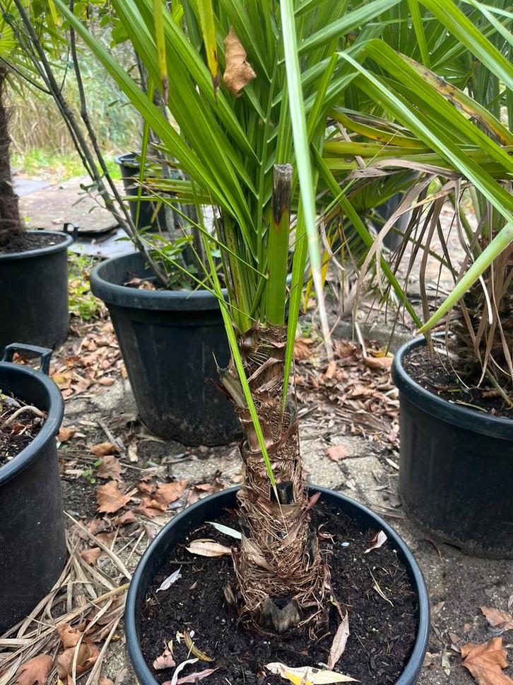 Phoenix palm tot 300cm!, Tuin en Terras, Planten | Tuinplanten, Overige soorten, Volle zon, Ophalen